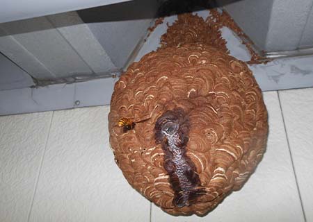 ハチの巣駆除
